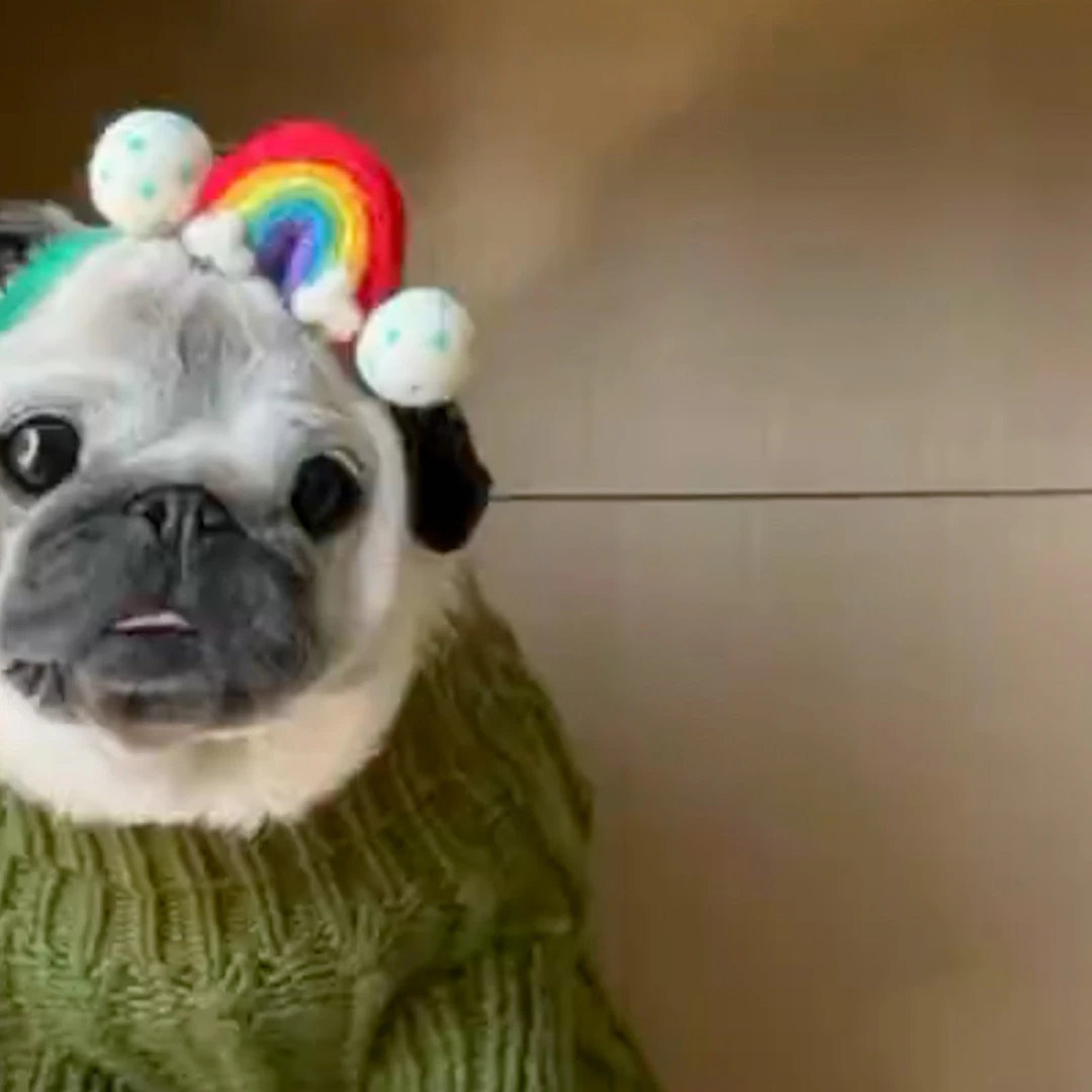 Pug in a St. Patrick's Day photoshoot