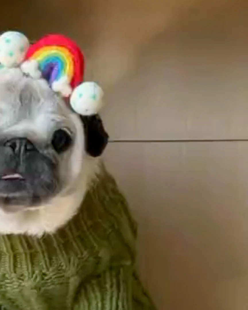 Daily Smile: Tuesday, March 17, 2026