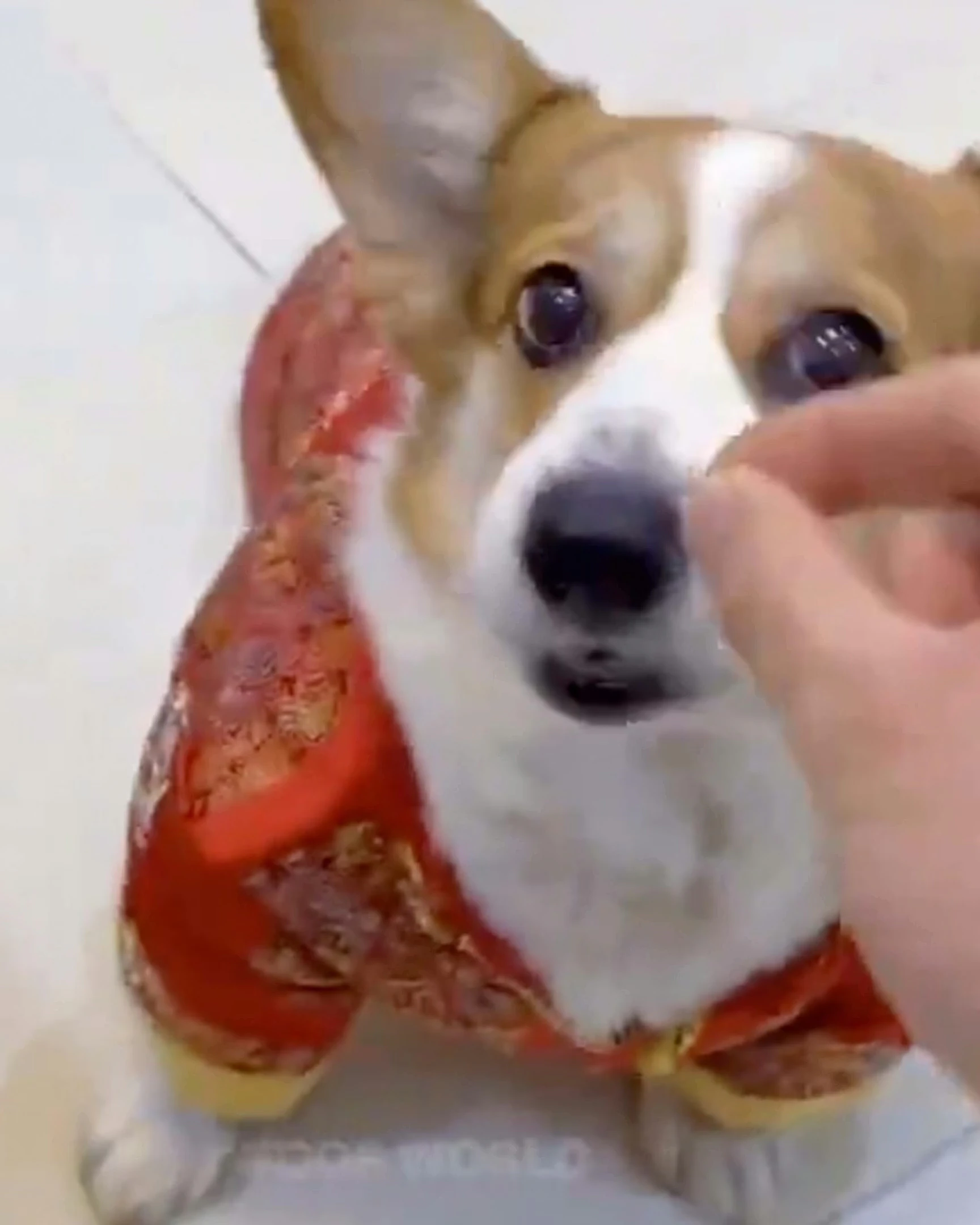 Daily Smile: Saturday, April 4, 2026