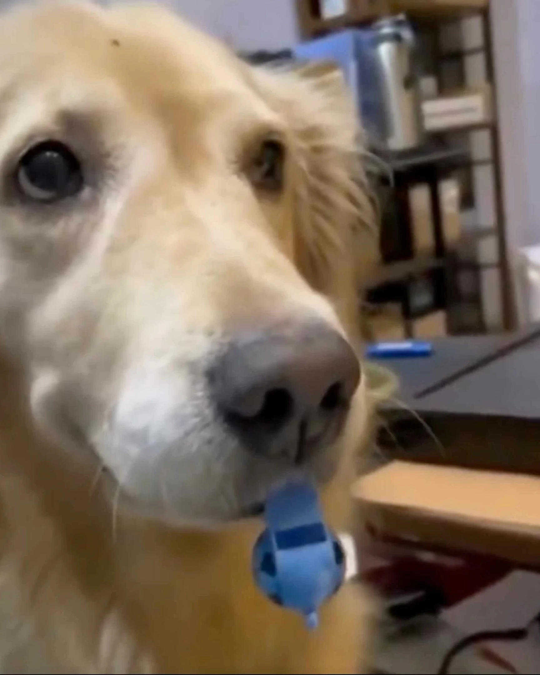 Daily Smile: Tuesday, February 10, 2026